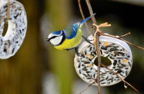 Téli madáretetés: Így etesd a madarakat!