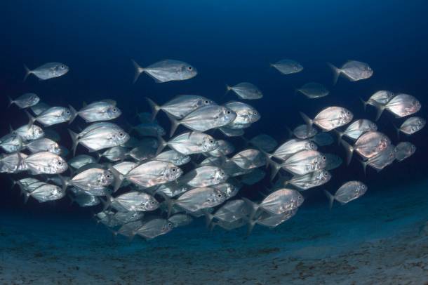 Az élőlények átlagosan 55 méterrel húzódnak mélyebbre a tengerekben
Forrás: unsplash.com
Szerző: Milos Prelevic