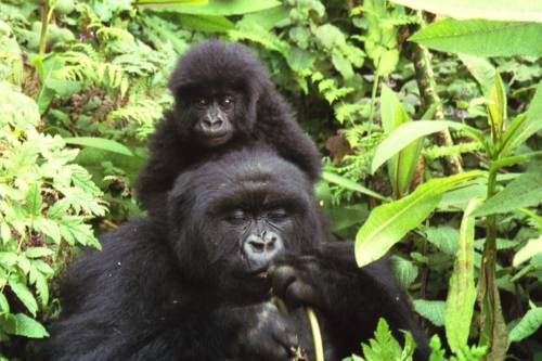 Újszülött hegyi gorillák a Virunga Nemzeti Parkban!