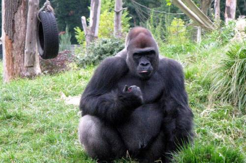 Valóban megtörténhet? - Hím gorillákat altatnának el a túlszaporulat miatt egyes állatkertekben