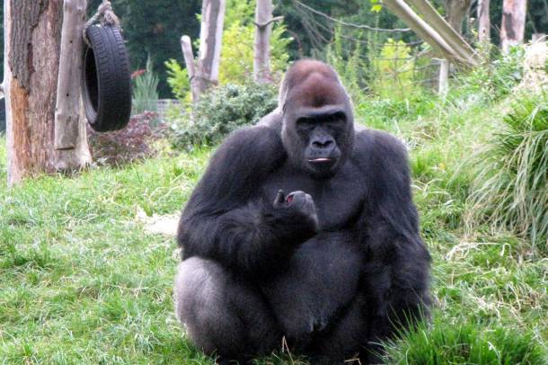 Nyugati síkvidéki gorilla egy lengyel állatkertben (Opole)
Forrás: commons.wikimedia.org
Szerző: Margoz