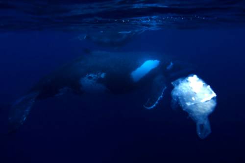 Meghódítják az élőlények a Csendes-óceáni műanyagszigetet