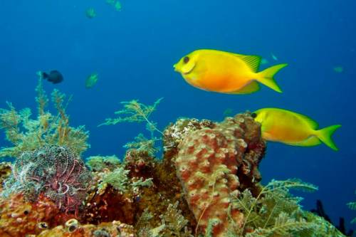 "Ujjong és brekeg" az újjáéledő indonéz korallzátony