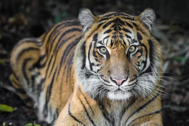 Szumátrai tigris (Panthera tigris sumatrae)
Forrás: commons.wikimedia.org
Szerző: Nichollas Harrison