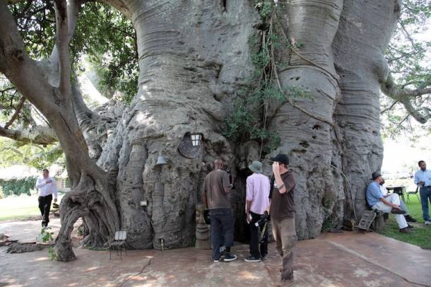 Baobab "ház"
Forrás: www.flickr.com
Szerző: South African Tourism