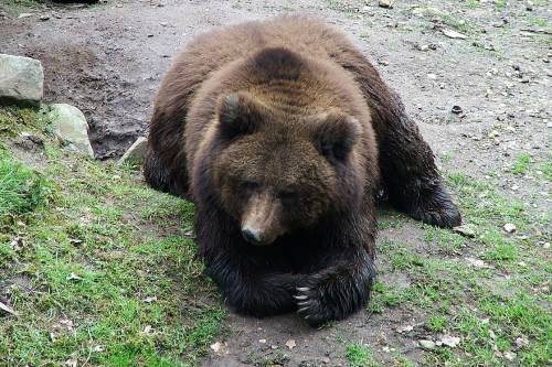 "Hank, a tank" - Betörések miatt "köröznek" egy 200 kilós medvét Kaliforniában