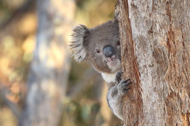 A természetben a helye! - Koala (Phascolarctos_cinereus)
Forrás: commons.wikimedia.org
Szerző: Patrick Kavanagh