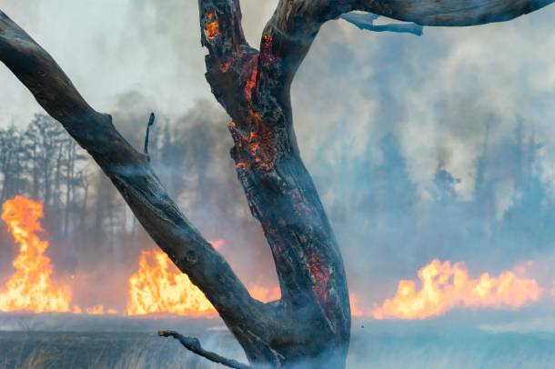 Lángoló kiserdő március 6-án Sármellék közelében
Forrás: mti.hu
Szerző: MTI/Varga György