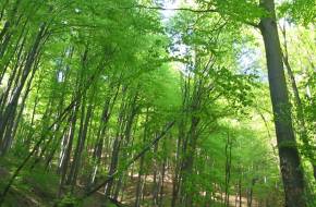 Kétezer hektárral több erdő a Mecsekben!