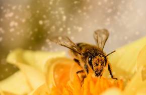 Tízmilliárdos támogatás a hazai méhészeknek