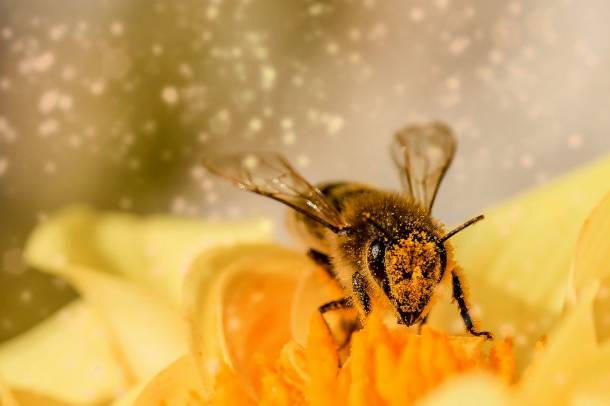 Méh munka közben
Forrás: www.pexels.com
Szerző: Myriams