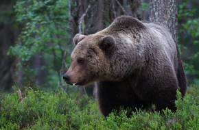 Rekordszámú barnamedve a Pireneusokban