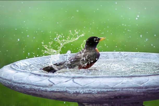 A madarak hálásak lesznek egy kis vízért
Forrás: pixabay.com
Szerző: Jill Wellington
