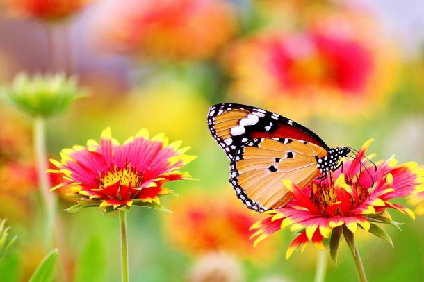 Virágokkal kertünkbe csalogathatjuk a lepkéket
Forrás: pixabay.com
Szerző: Abdullah Shakoor