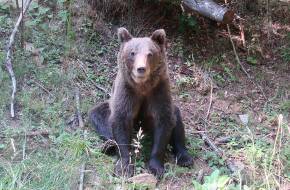 220 medvére adnak kilövési engedélyt Romániában