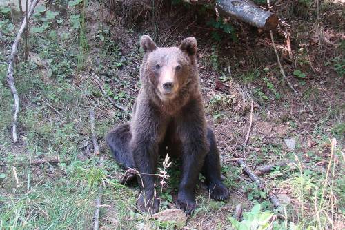 220 medvére adnak kilövési engedélyt Romániában