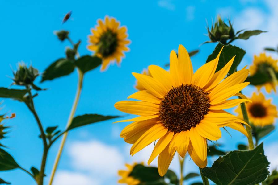 Okos napraforgók: a virágok segítik a napelemek fejlesztését