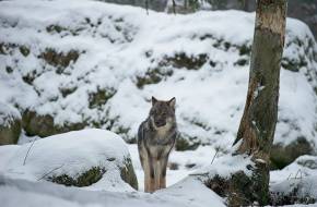 Veszélyben a svédországi farkasok: felére csökkentenék a számukat