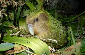 Harc az inváziós fajok ellen - Új-Zéland hatalmas akciót indít
