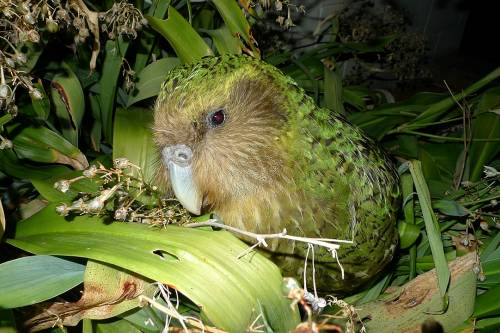 Harc az inváziós fajok ellen - Új-Zéland hatalmas akciót indít