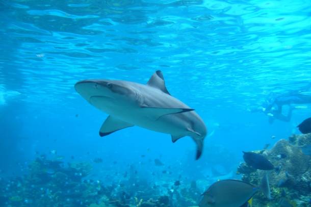 Feketeúszójú szirticápa (Carcharhinus melanopterus)
Forrás: commons.wikimedia.org
Szerző: Allan Lee