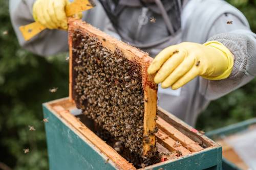 Bajban a román méhészek - Drága lesz idén a méz!