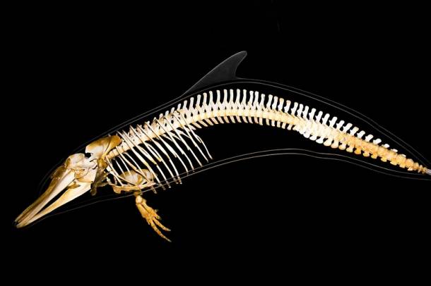Delfin csontváz - a kép illusztráció
Forrás: pixabay.com