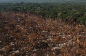 A délkelet-ázsiai gumigyártás okozta erdőpusztítás akár háromszor nagyobb, mint korábban azt feltételezték