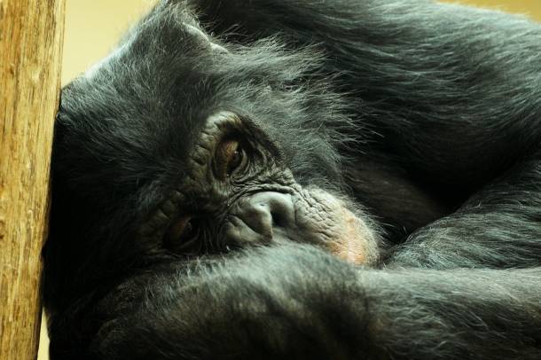 Csimpánz - a kép illusztráció
Forrás: pixabay.com