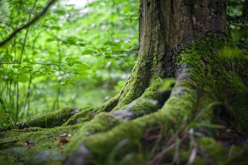 2024-ben a Közös Agrárpolitika keretein belül az erdőtelepítési pályázatok az elsők között nyílnak majd meg
