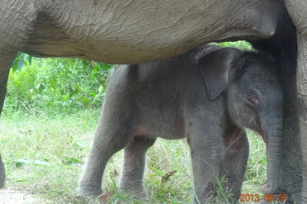 Elefánt - Indonézia
Szerző: Wishnu Sukmantoro - WWF
