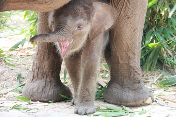 Elefánt - Indonézia
Forrás: WWF
Szerző: Wishnu Sukmantoro - WWF