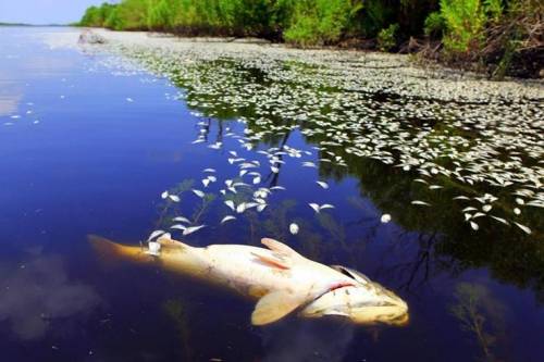 Ausztrál tűzvész - Több százezer hal pusztult el a Macleay folyóban