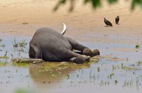 Mintegy 90 elefánttetemet találtak egy botswanai vadrezervátumban