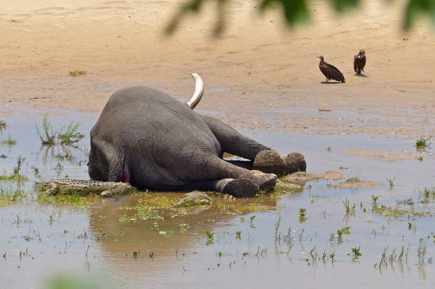 Elpusztult elefánt az afrikai Kruger Nemzeti Parkban - a kép illusztráció
Forrás: commons.wikimedia.org
Szerző: Bernard DUPONT