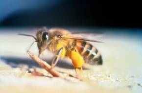 Gyilkos méhek inváziója