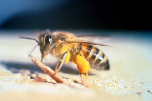 Afrikanizált méh
Forrás: commons.wikimedia.org
Szerző: Jeffrey W. Lotz
