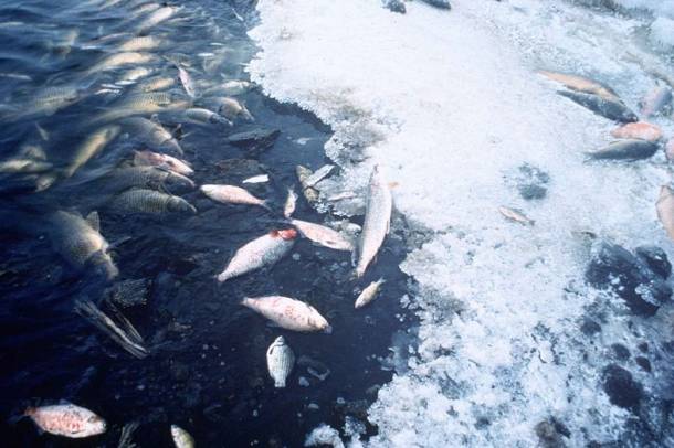 Tömeges halpusztulás
Forrás: commons.wikimedia.org
Szerző: United States Fish and Wildlife Service