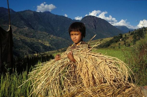 Aratást végző gyermekmunkás valahol Ázsiában
Forrás: commons.wikimedia.org
Szerző: IRRI Images