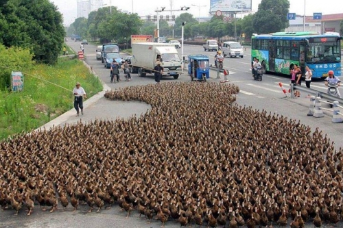 5000 kacsa kirándulása