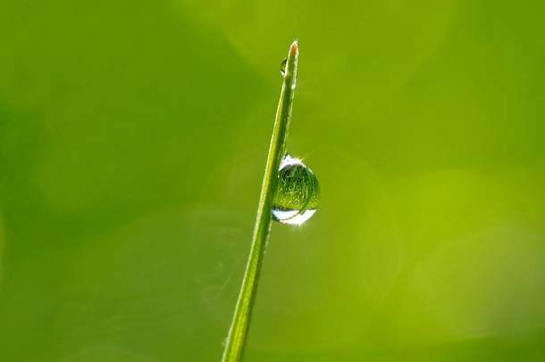 Esőcsepp a fűszálon - a kép illusztráció
Forrás: pixabay.com