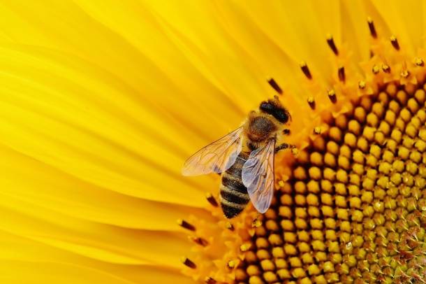 Egy méh
Forrás: pixabay.com
Szerző: Alexas_Fotos