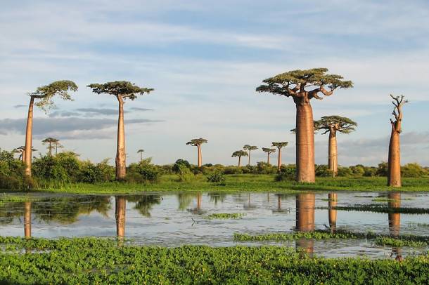 Baobab fák
Forrás: commons.wikimedia.org
Szerző: Bernard Gagnon