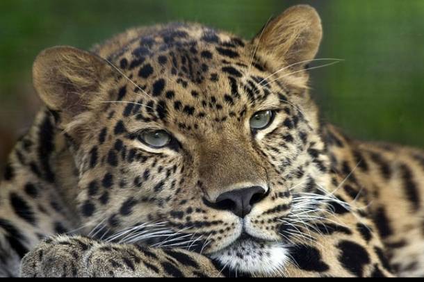 Amuri leopárd
Forrás: hu.wikipedia.org
Szerző: Colin Hines