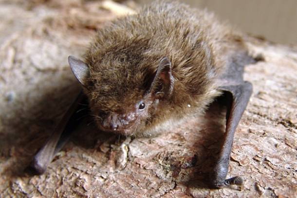 Pipistrellus nathusii
Forrás: commons.wikimedia.org
Szerző: Mnolf