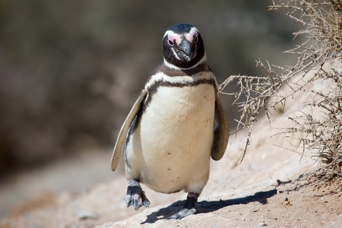 Eltűnnek a Magellán-pingvinek?