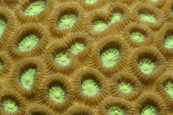 Korall Indonéziában - a kép illusztráció
Forrás: pixabay.com