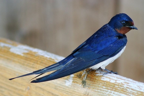 Az enyhe tél is veszélyes lehet a madarak számára