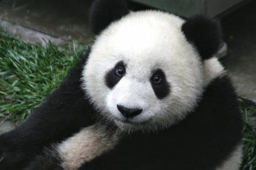 Elpusztult egy állatkerti panda