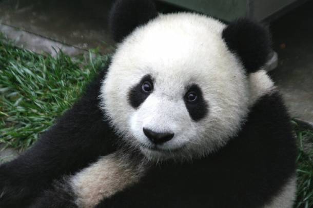 Panda - a kép illusztráció
Forrás: pixabay.com